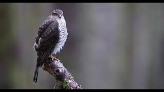 Sparrowhawk UHD 4K