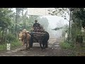 Ox cart carrying sand || Old transportation