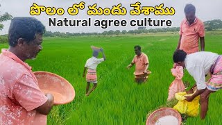 పొలం లో మందు వేశాము || village lo okaroju || villege Life || agree culture