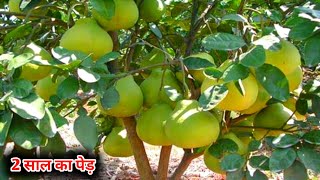 chakotara ki kheti, pomelo farming, chakotara ki farming, चकोतरा की खेती से लाखों की कमाई,