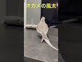 ドヤ顔に磨きがかかってきたふーたろさんw