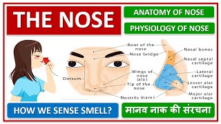 THE NOSE, ANATOMY AND PHYSIOLOGY OF NOSE, HOW WE SENSE SMELL?, मानव नाक की संरचना, HUMAN ANATOMY