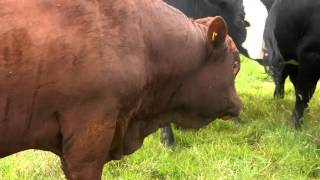 Red Ruby Devon Bull Smelling an Angus X Heifer