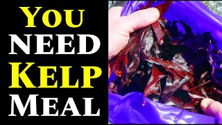 Hidden Benefits of Kelp: You Won't Believe What It Can Do!