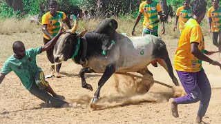 2023 வடத்திற்க்கு காளையும் காளையர்கலூம் பயிற்சி எடுக்கும் Videos 26