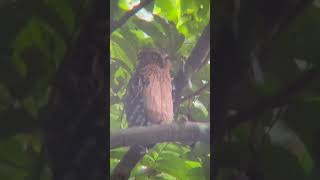 Wild Owl in Singapore! Buffy Fish Owl | Sungei Buloh Wetland Reserve #shorts #owl