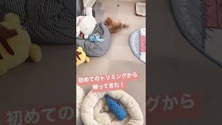 初めてのトリミングから帰ってきたポメラニアン子犬 #shorts #puppy