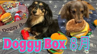 【Doggy Box８月】ドギーボックスに興奮MAX！【ミニチュアダックスフンド/チワックス】