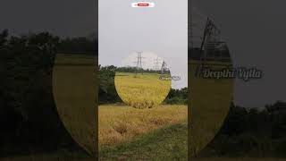 మా వరి పొలం #పసిడి #పంటలు #paddycultivation #paddy #summer #crop #harvest  #cyclone #remal#yt#shorts