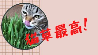 やっぱり猫は猫草が大好き！　独り占めした勘違いの猫たち。