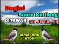 Suara burung Kutilang yang ditawar 30juta full isian dijamin gacor