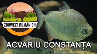 Aquarium Constanța - Das Aquarium am Meer - Zoowelt Rumänien - Acvariu Constanța