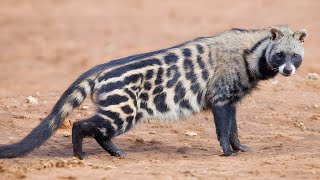 African Civet 💩 From Poop to Coffee!