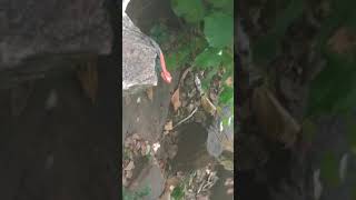 Very rare animal captured in seshachalam forest don't miss it