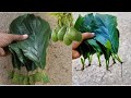 How to Grow AvocadoTrees From Avocado Leaves | Best Natural Aloe Vera Rooting Hormone