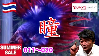 【新着】クラウンテール オス 1M0722 011から020