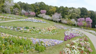 【公式】里山ガーデン2020春　横浜の花で彩る大花壇