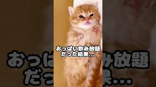 子猫がひとりっ子で産まれた結果... #shorts