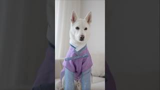 Face genius Jindo dog (a dog that looks like a young Dicaprio)