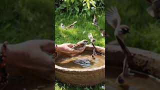 Summer season/ placed water to outer birds ! \