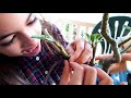 adenium v grafting demo