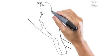 Koel Bird Sketch Drawing Easy, How To Draw Simple Koel Bird Cartoon Step By Step