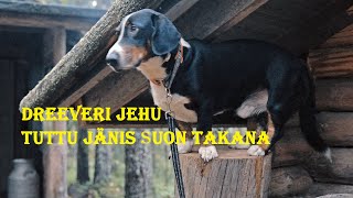 Dreeveri Jehu ja tuttu jänis suon takana.