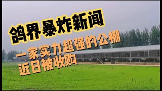 鸽界竟争激烈也卷得历害China pigeon racing news interesting