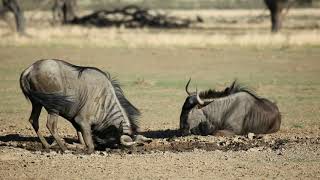 Wildebeest, Gnu The Mighty Migratory Mammals That Roam The African Plains.