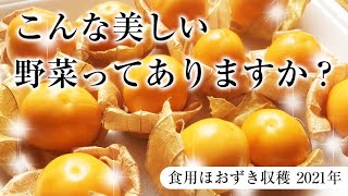 食用ほおずきの栽培 ［2021年版］～スーパーフードの収穫～