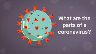 Coronavirus Anatomy Explained: Science, Simplified