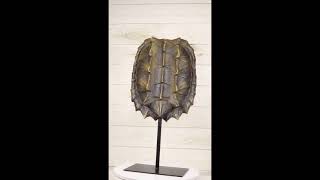 Ebros Large Alligator Snapping Turtle Shell Sculpture On Metal Mount 20.5\