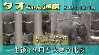 タオちゃん通信 2024/12/18 生後1ヶ月のときと大きさ比較+プレイバックタオ #円山動物園 #アジアゾウ