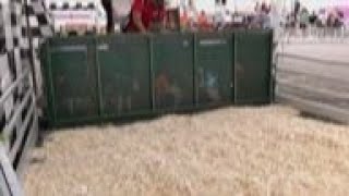 Pig races popular at NJ state fair