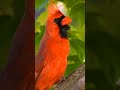 cardinal singing shorts