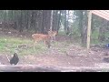 fawn meets crow