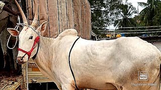 Super Hallikar Bull Pair of Young farmer from Bellary,,, Not for sale