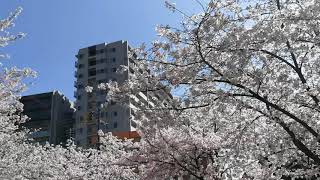 大川沿いの桜2018年(3)　毛馬桜之宮公園の桜