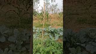 ରବି ଫସଲ 🥦🧅🌶️🍅🥕🌽🥬🍆#video #short #minivlog #reels #farminglife #viralvideo #shortvideo #youtubeshorts