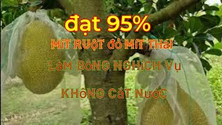 làm bông mít trái mít nghịch vụ không xiết nước hiệu quả