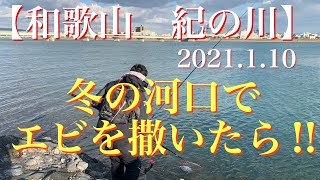 #74【和歌山　紀の川尻】冬の河口でエビを撒いたら⁉︎