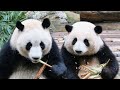 Good appetite for good bears~ HeHua & HeYe happily munching on their breakfast bamboo