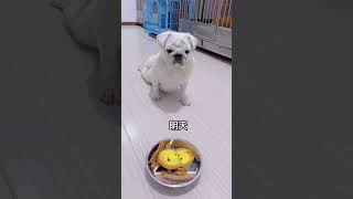 花式骗局！只为一口吃的！ #shorts #dog #vlog #pets #萌宠 #狗狗 #八哥 #拉布拉多