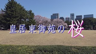 皇居東御苑の桜　Cherry Blossoms in the East Garden of Imperial Palace