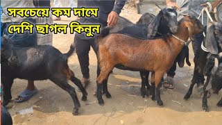 সবচেয়ে কম দামে দেশি ছাগল পাবেন এই হাটে। ছোট বড় সব সাইজের দেশি ছাগল আসে এই হাটে। গুমগ্রাম হাট।