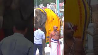 Tirumala Srivari elephants@VijaykumarAllupeddinti