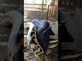 giant snake crawled into the pig pen #shortvideo