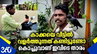 കൊച്ചു, വീട്ടുകാരുടെ പൊന്നോമനയായ കാക്ക ; അപൂർവ്വ സൗഹൃദം | Crows