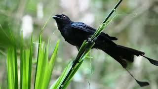 Grater Racket Tailed Drongo Fighting Palm Leaves