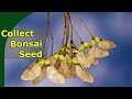 Collecting seed to growing bonsai from seed